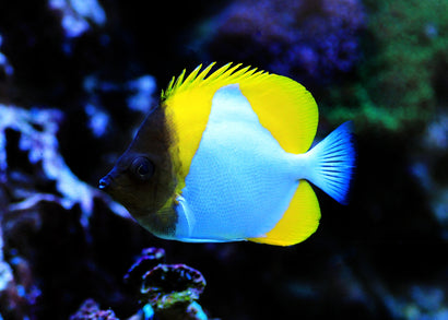 Coburg Aquarium | Pyramid Butterflyfish