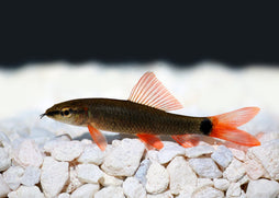 Coburg Aquarium | Rainbow Shark | Shop tropical aquarium fish online