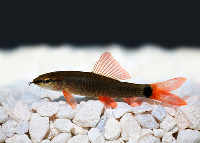 Coburg Aquarium | Rainbow Shark | Shop tropical aquarium fish online