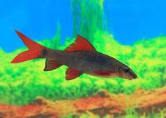 Coburg Aquarium | Rainbow Shark | Shop tropical aquarium fish online