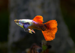 Coburg Aquarium | Guppy Elephant Ear Red | Shop tropical aquarium fish online