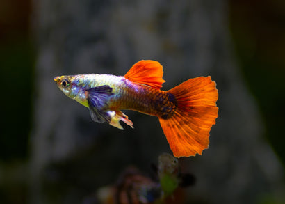 Coburg Aquarium | Guppy Elephant Ear Red | Shop tropical aquarium fish online