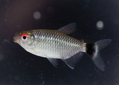 Coburg Aquarium | Red Eye Tetra | Shop live aquarium fish online