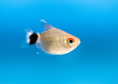 Coburg Aquarium | Red Eye Balloon Tetra | Shop Live Aquarium fish online