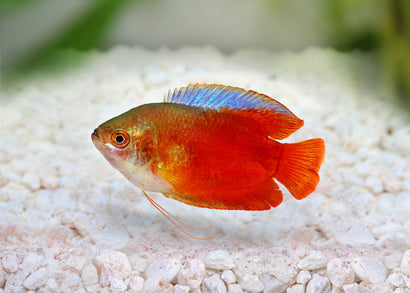Coburg Aquarium | Red Flame Dwarf Gouramis | Shop Tropical Aquarium Fish online