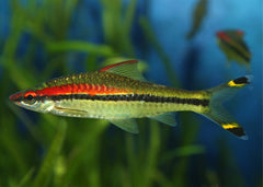 Coburg Aquarium | Shop Live Fish | Torpedo Barb