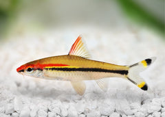 Coburg Aquarium | Shop Live Fish | Torpedo Barb