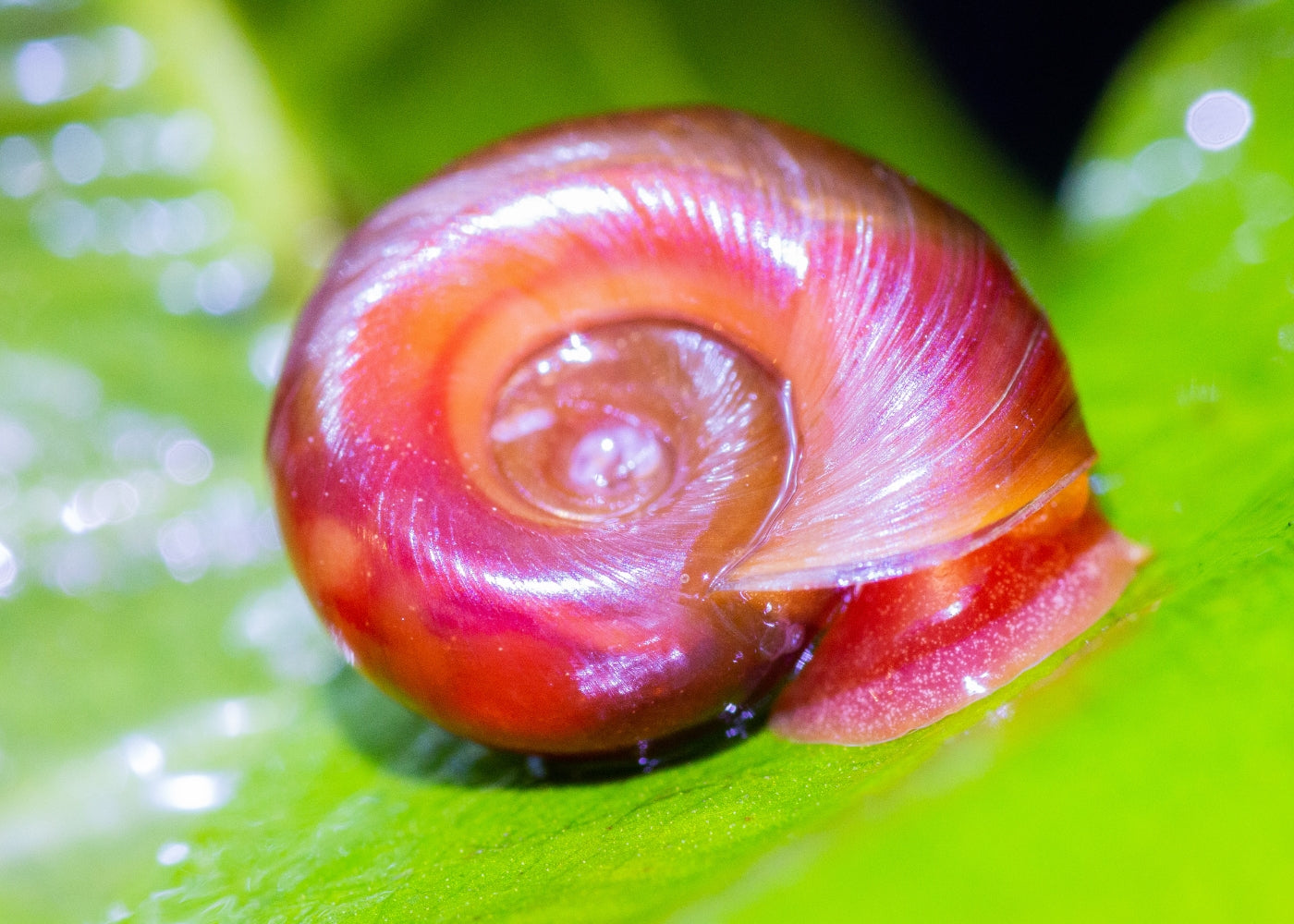 Coburg Aquarium | Red Ramshorn Snail | Shop live aquarium snails online