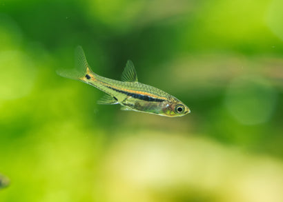 Coburg Aquarium | Red Tail Rasbora | Shop live Aquarium Fish online