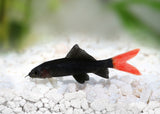 Shark Redtail Black