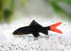 Coburg Aquarium | Redtail Black Shark | Shop tropical aquarium fish online