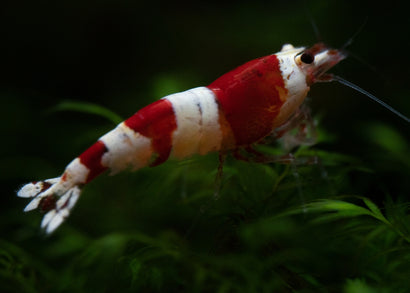 Coburg Aquarium | Shrimp - Wine Red | Shop freshwater aquarium shrimp online