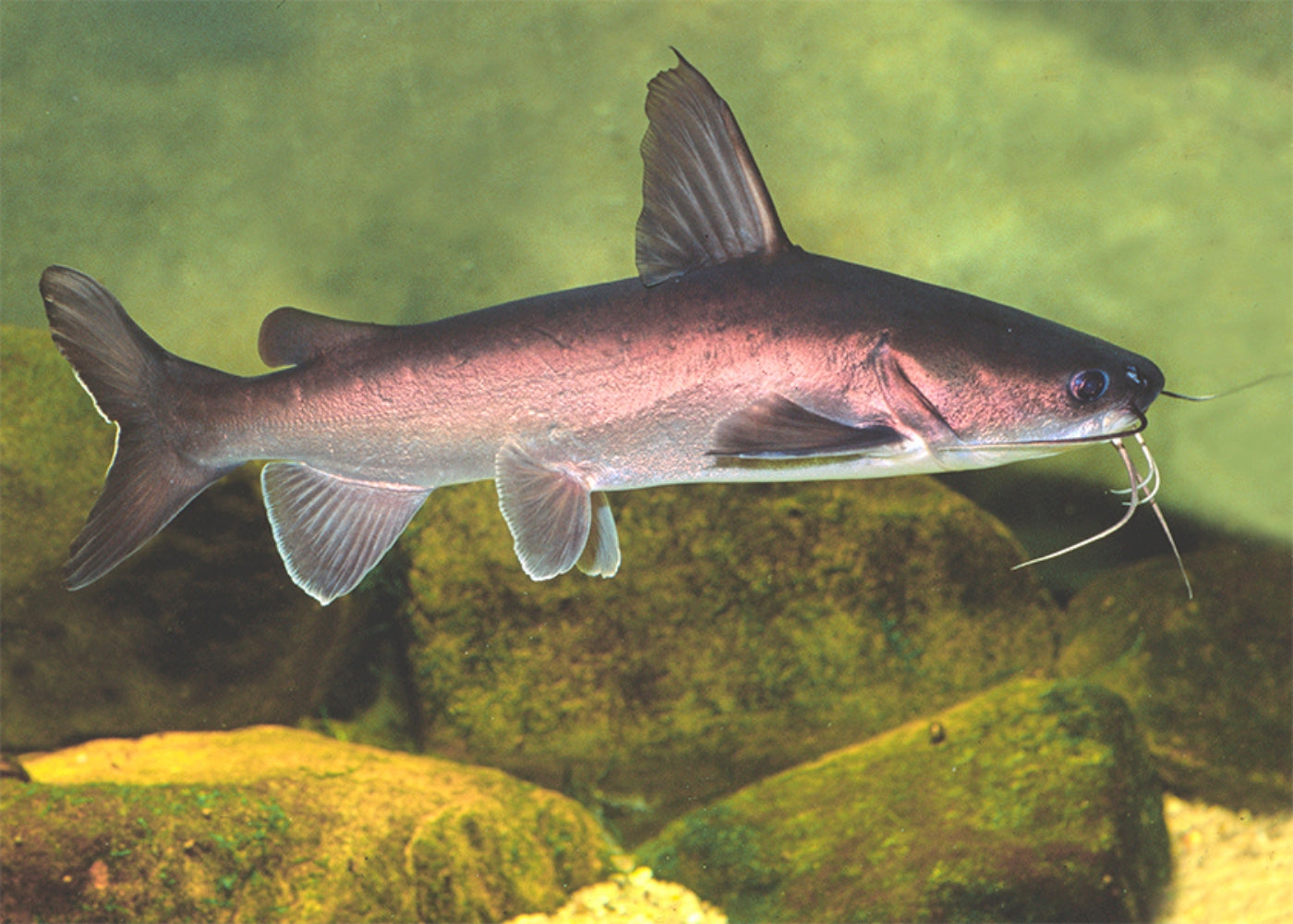 Catfish - Salmon Tail