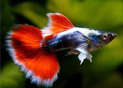 Coburg Aquarium | Santa Claus Guppy | Shop tropical aquarium fish online