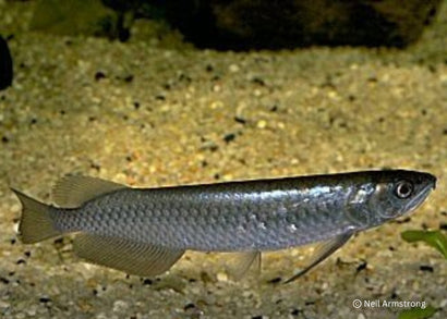 Coburg Aquarium | Saratoga - Leichardti | Shop native Australian fish online