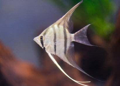 Coburg Aquarium | Silver Angelfish | Shop live aquarium fish online