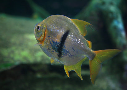 Coburg Aquarium | Silver Dollar Black Bar | Shop Live Aquarium Fish online