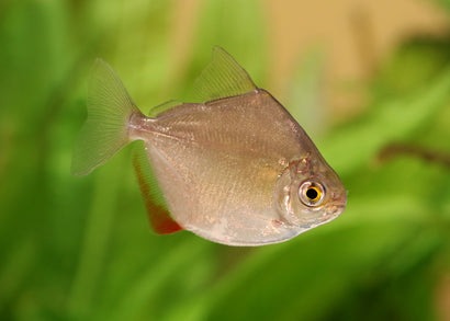 Coburg Aquarium | Silver Dollar | Live aquarium fish online