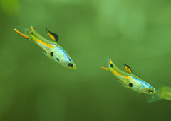 Coburg Aquarium | Guppy Endlers - Silverado | Shop guppies online