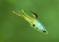 Coburg Aquarium | Guppy Endlers - Silverado | Shop guppies online