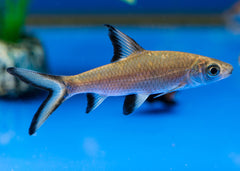 Coburg Aquarium | Silver Shark | Shop tropical aquarium fish online