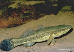 Coburg Aquarium | Sleepy Cod | Shop Australian native fish online