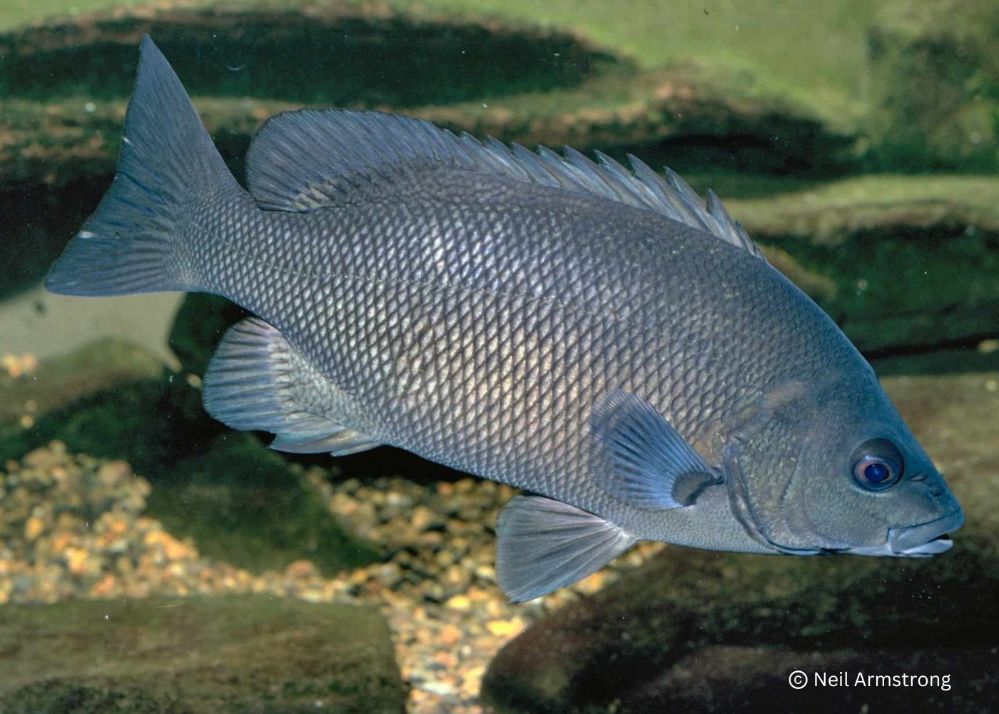 Grinter Fish Grunter - Sooty – Coburg Aquarium
