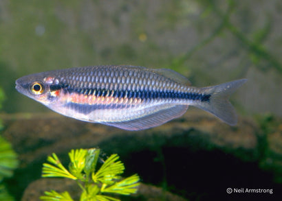 Coburg Aquarium | Sorong Rainbowfish | Shop rainbowfish online