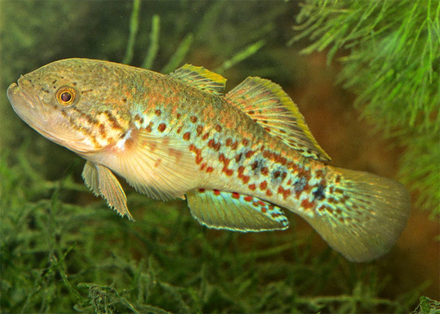 Gujien Fish Coburg Aquarium | Shop Live Fish | Purple Spotted Gudgeon