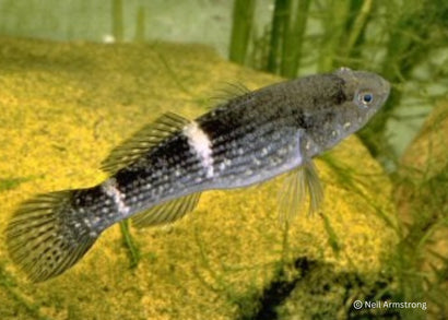 Coburg Aquarium | Spangled Gudgeon | Shop native Australia fish online