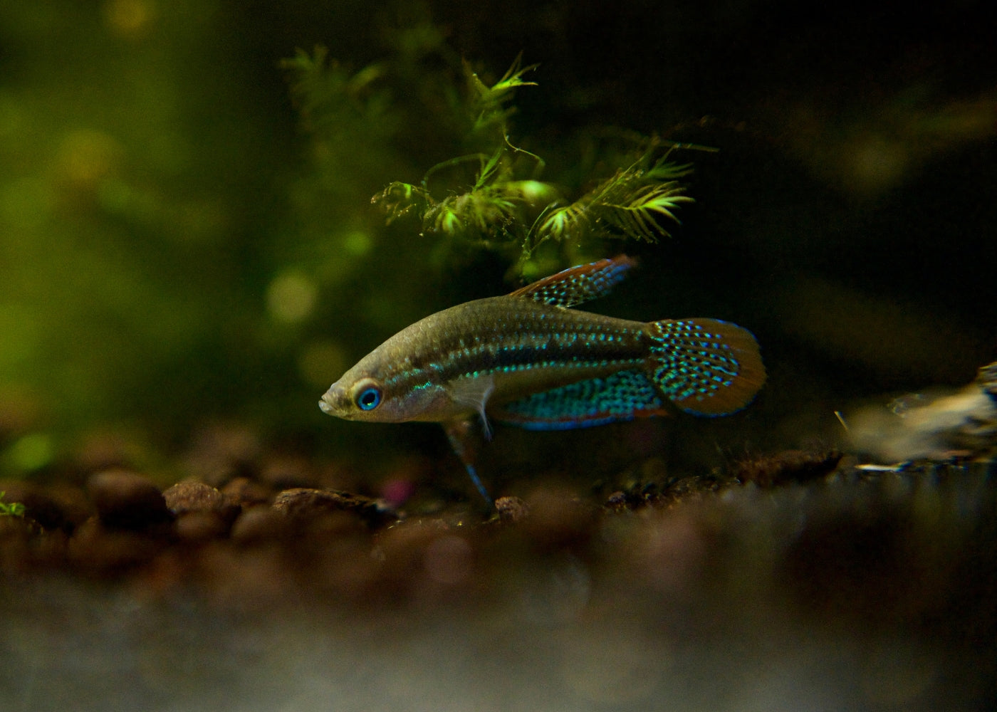 Shop Tropical Aquarium Fish Online | Sparkling Gourami – Coburg Aquarium