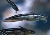 Striped Coral Catfish