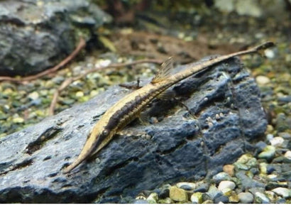 Coburg Aquarium | Whiptail Catfish - Royal - Special 3 for $65 | Shop live aquarium fish online