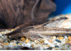 Coburg Aquarium | Royal Whiptail Catfish | Shop catfish online