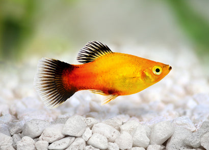 Coburg Aquarium | Sunset Platy | Live aquarium fish online