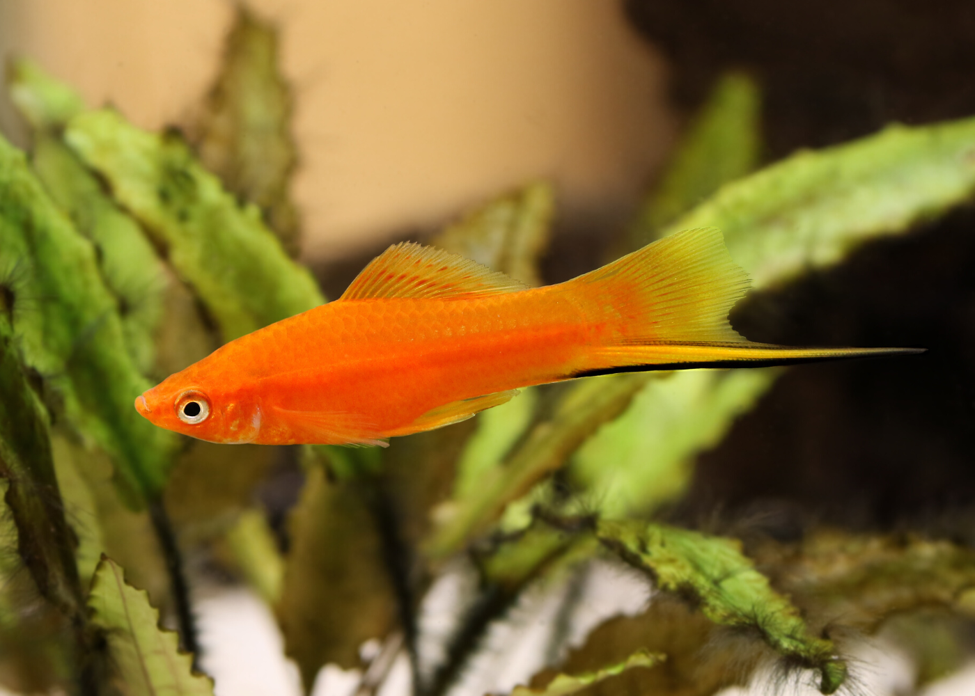 Online aquarium fish for sale online