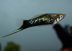 Swordtail FIsh Assorted| Aquarium Fish| Freshwater fish| coburgaquarium.com.au|Pet Fish online| Coburg Aquarium| Live Fish Store| Buy Fish online