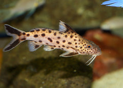Coburg Aquarium | Synodontis Multipunctatus - Cuckoo Cat | Shop live aquarium fish online