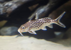 Coburg Aquarium | Synodontis Multipunctatus - Cuckoo Cat | Shop live aquarium fish online