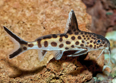 Coburg Aquarium | Synodontis Catfish | Shop live aquarium fish online