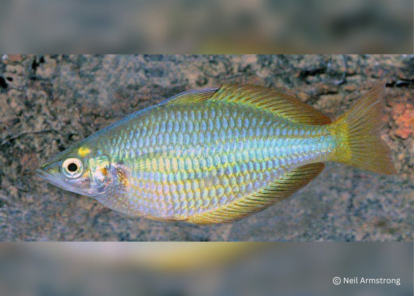 Coburg Aquarium | Tentpole creek rainbowfish | Shop rainbowfish online