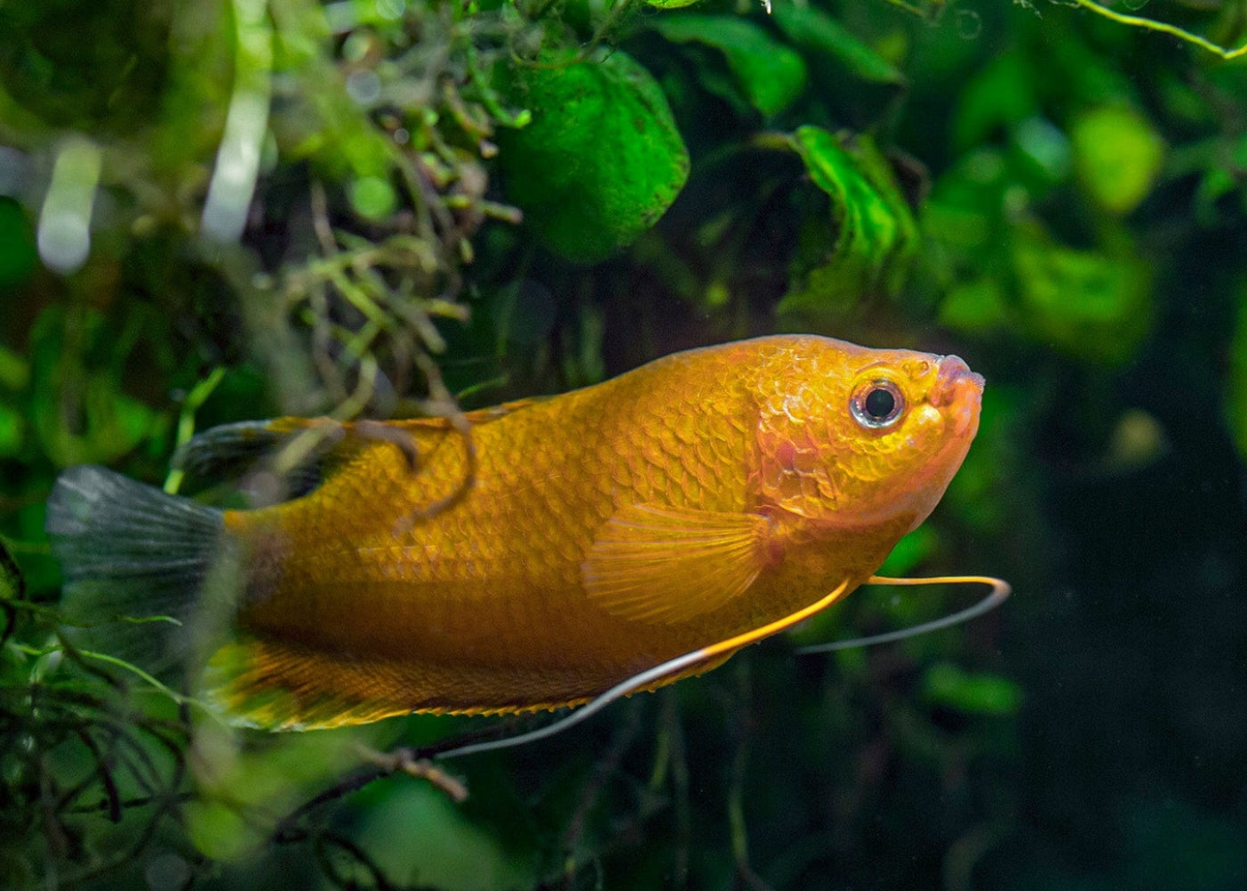 Coburg Aquarium | Thicklip Gourami | Shop tropical aquarium fish online