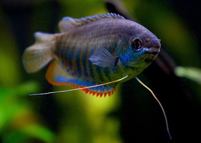 Coburg Aquarium | Thicklip Gourami | Shop tropical aquarium fish online