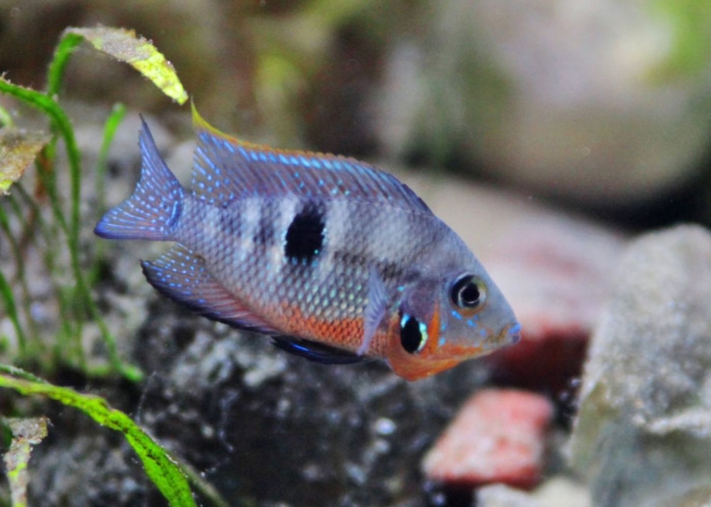 Coburg Aquarium | Thorichthys Ellioti | Shop freshwater aquarium fish online | Cichlid