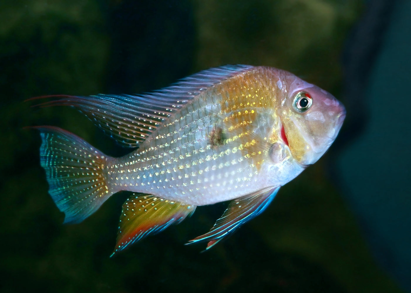 Coburg Aquarium | Threadfin Acara | Shop freshwater aquarium cichlids online