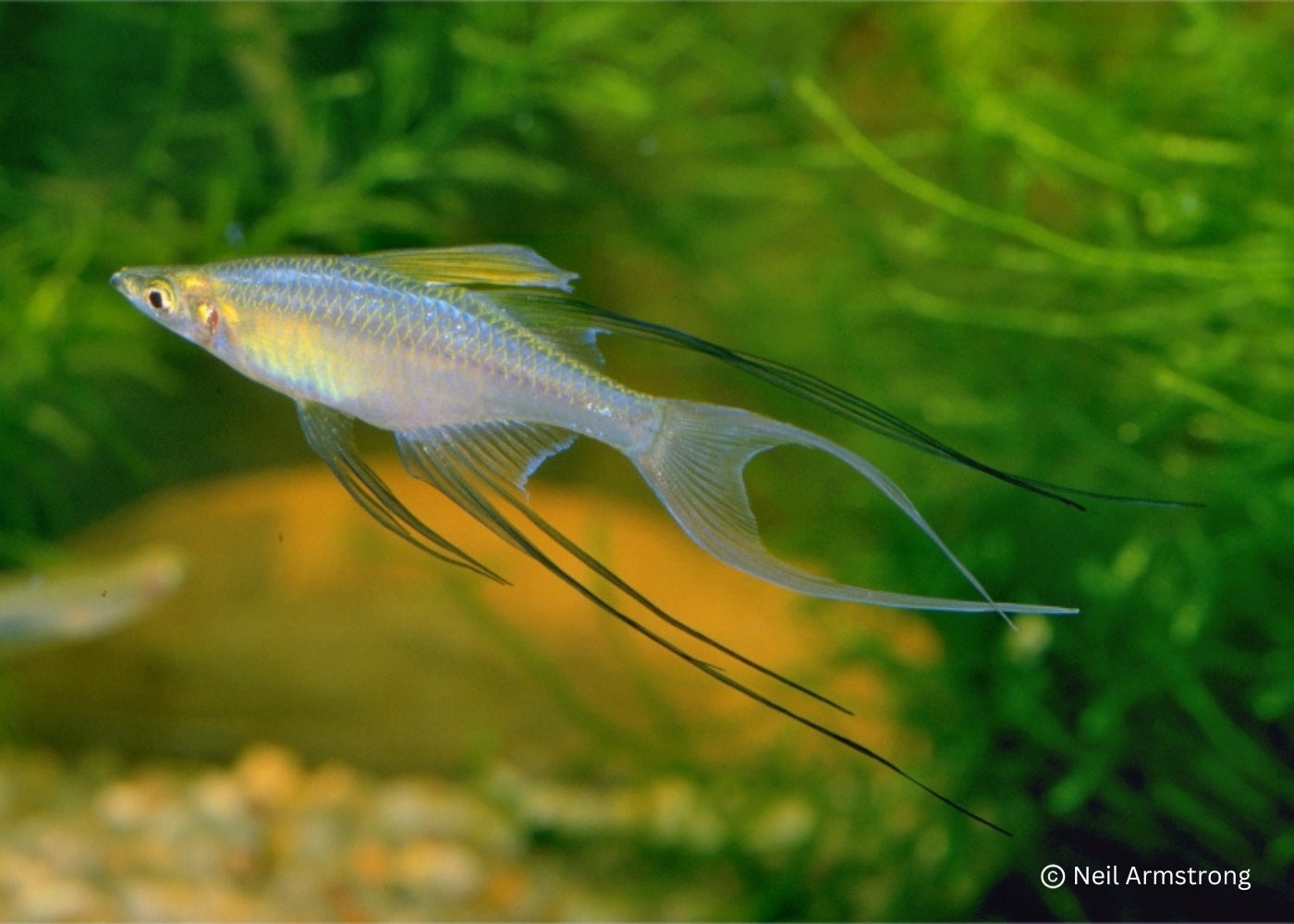 Coburg Aquarium | Threadfin Rainbowfish