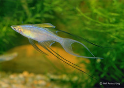 Coburg Aquarium | Threadfin Rainbowfish | Shop rainbowfish online