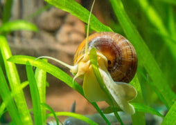 Coburg Aquarium | Mystery snail tortoise shell | Shop live aquarium snails