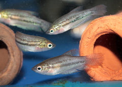 Coburg Aquarium | Sparkling Gouramis | Shop tropical aquarium fish online