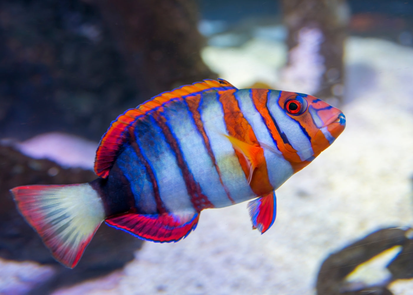 Coburg Aquarium | Tuskfish Harlequin | Shop marine aquarium fish online